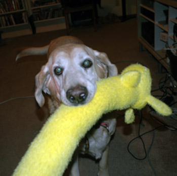 Chandler Bing (& Yellow Weiner Dog) in 2008. R.I.P., Mr. Bing! We Miss You!